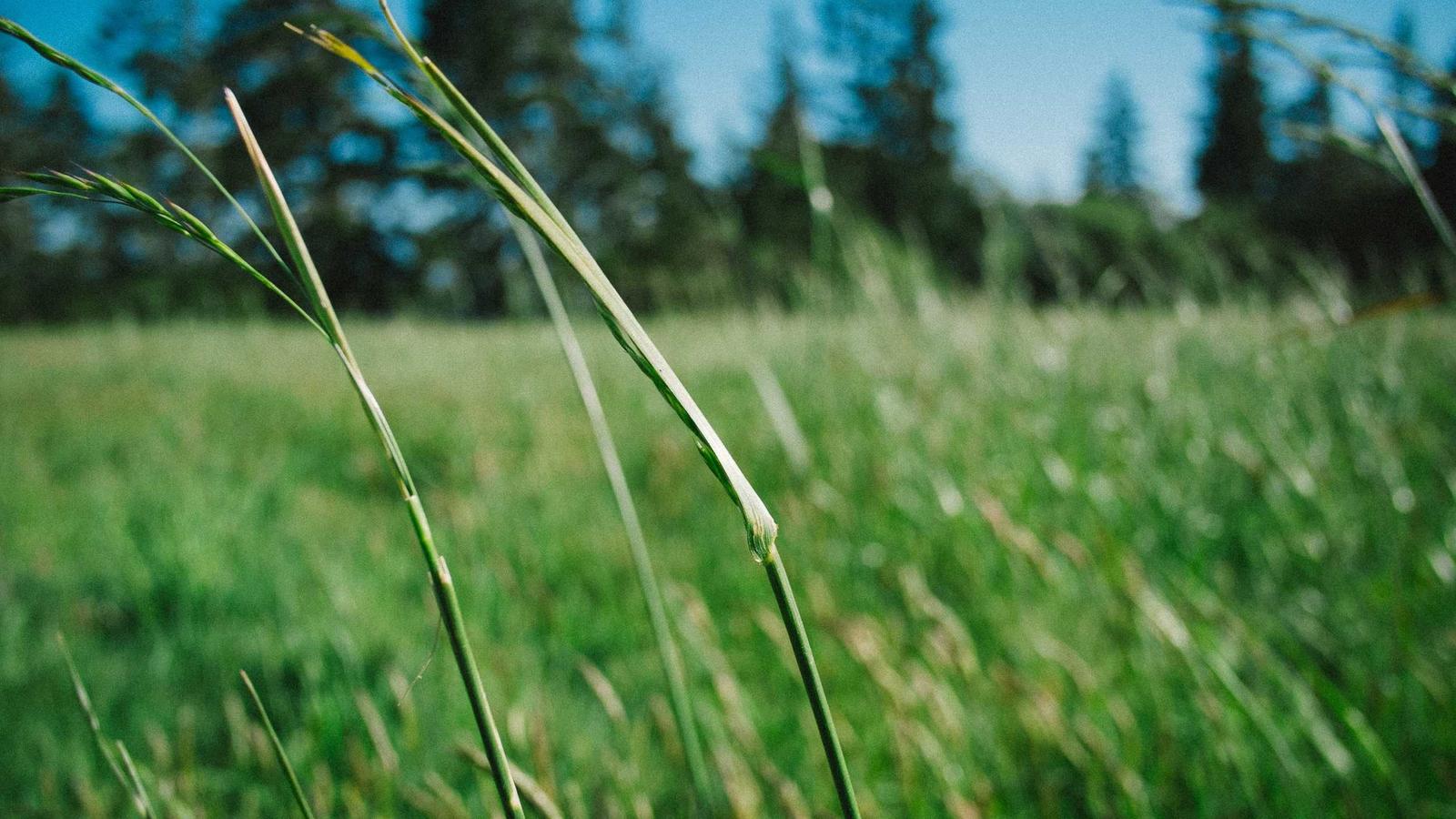 Safa Two by DAMAC Properties